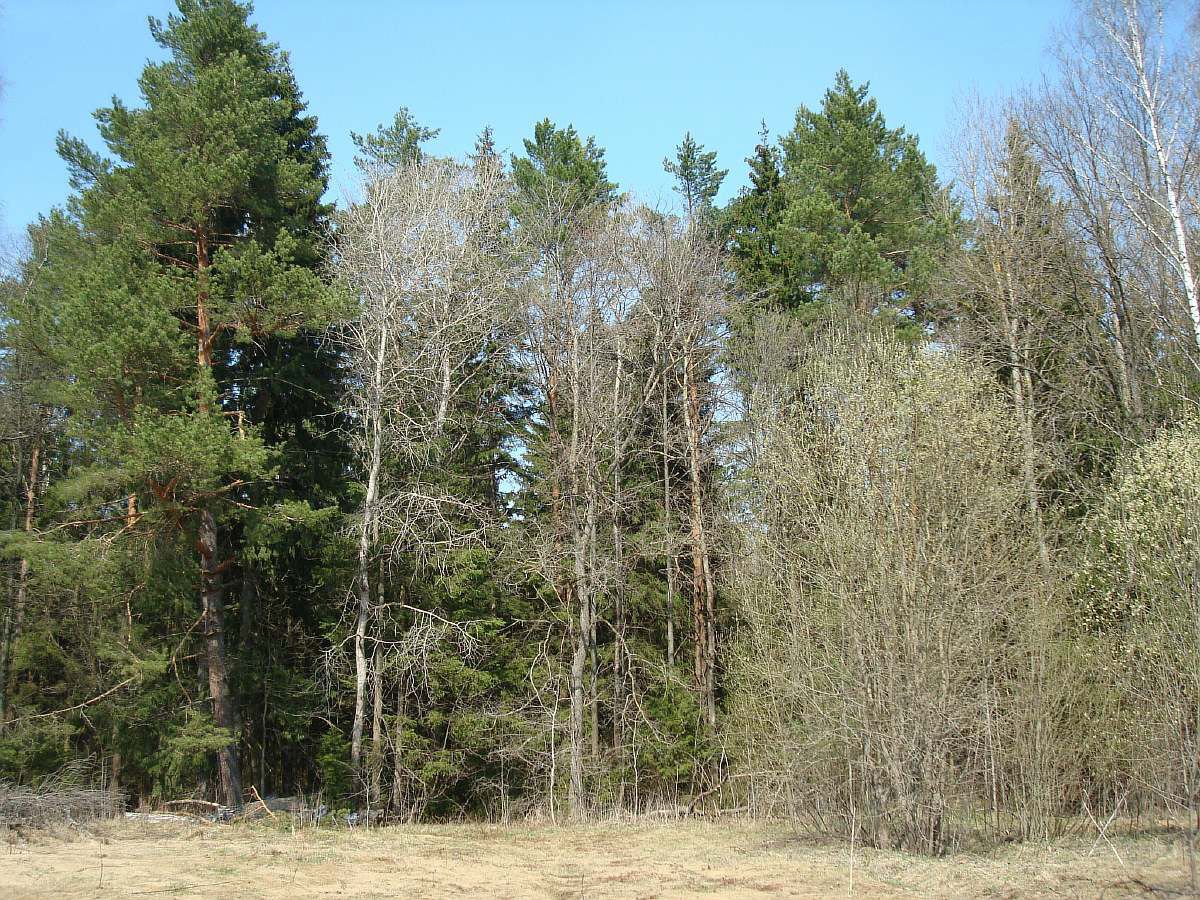 лес рядом с участком в д. Новоборисовка