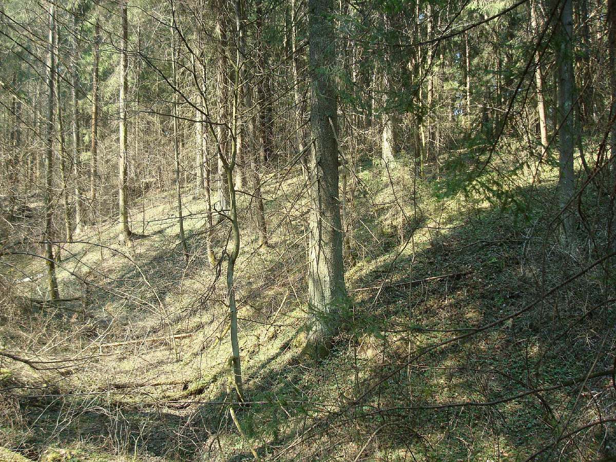 лес рядом с участком