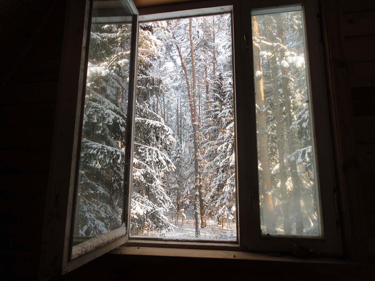 окно с видом на лес