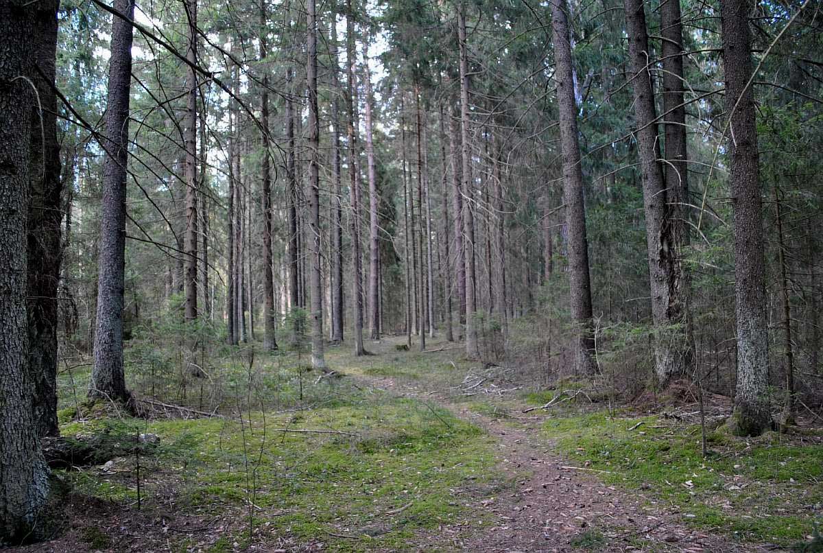 лес за участком