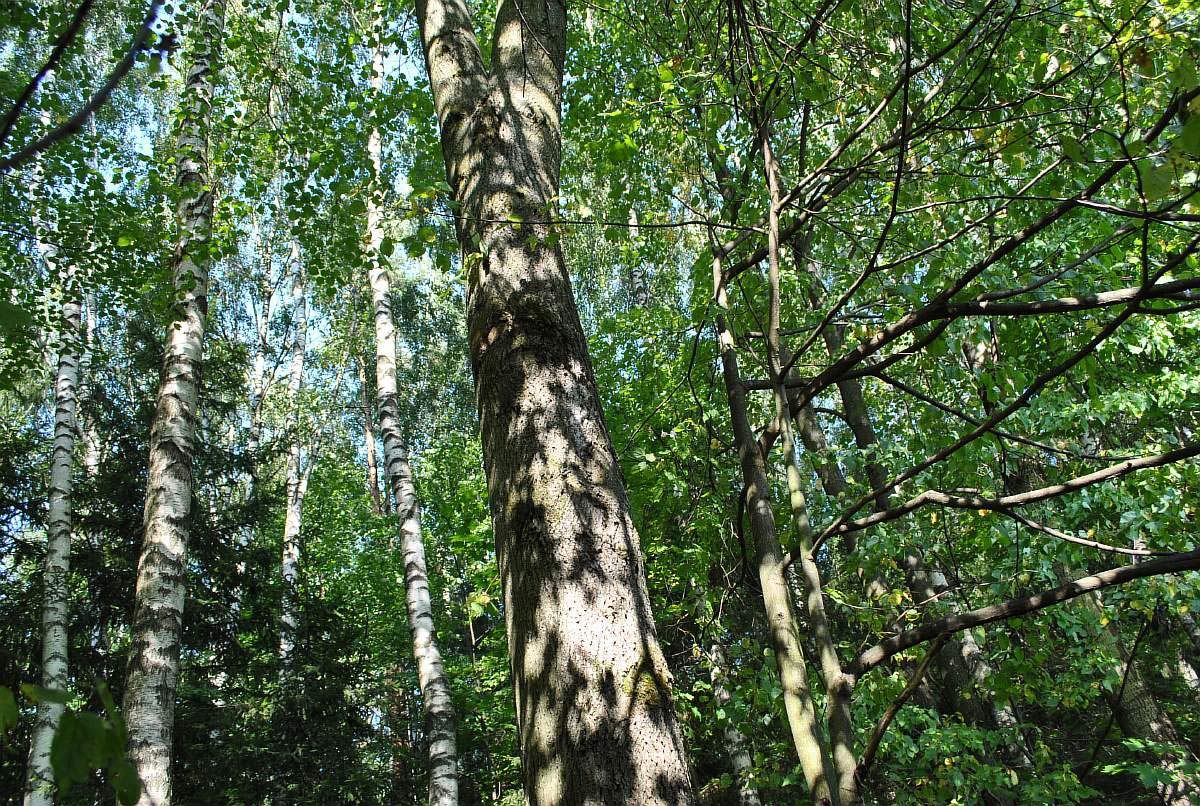 лес у Наро-Фоминска