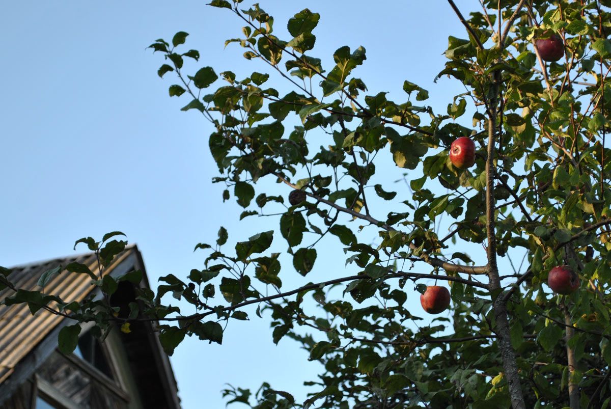 Яблоки на даче у д. Алексеевка