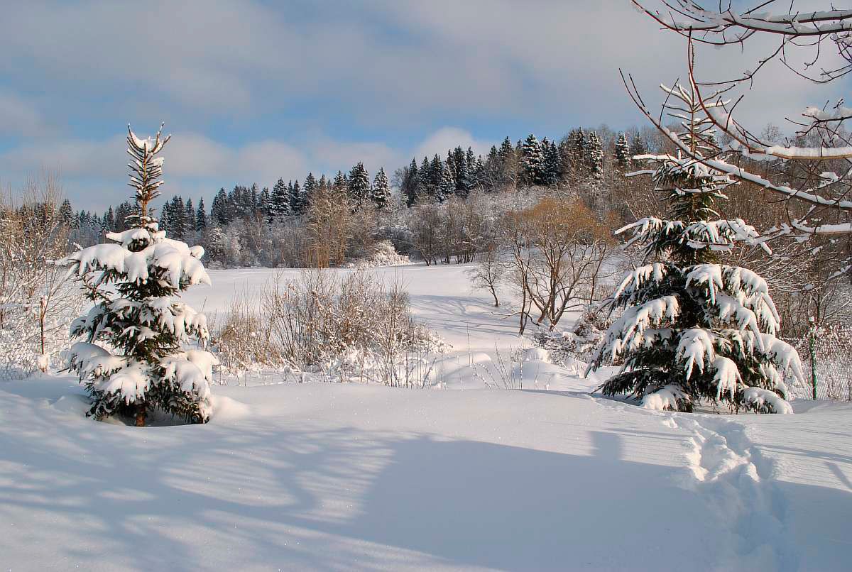 зимний лес у д. Мельниково