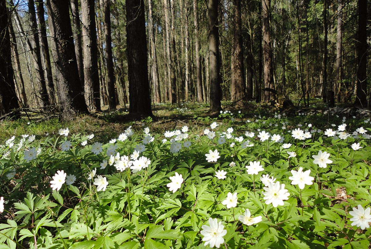 весенний лес у СНТ Аэрофлот-3