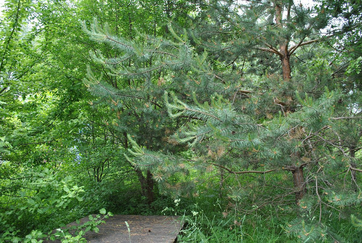 лесной земельный участок в СТ Тишинка у д. Тишинка