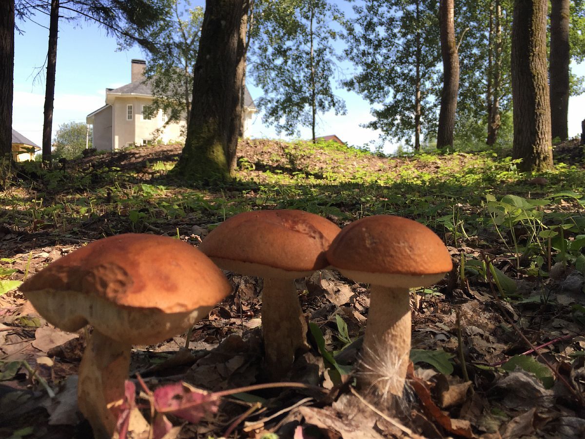 грибной лес сразу за участком