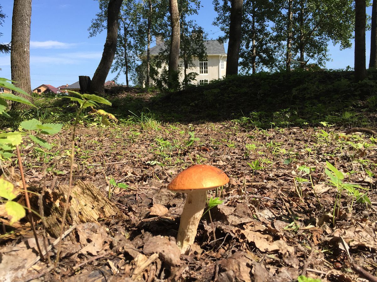 грибы на опушке леса