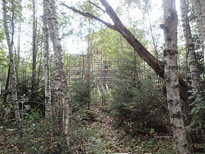 лесной участок в СНТ Тишинка у д. Тишинка