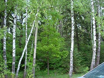 лес напротив участка в СНТ Рыжково