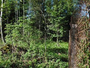 лес у дачи в СНТ Полесье у Мачихино