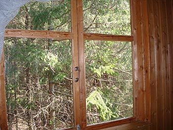 вид из окна на лес