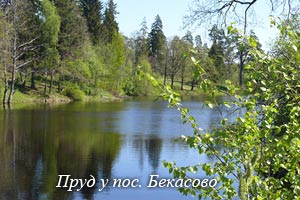 пруд у Бекасово